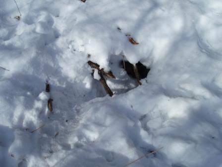 Apart from the ubiquitous rabbit tracks, there were a few distinctive 