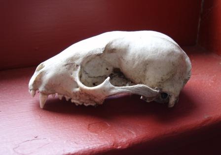 raccoon-skull-b.jpg?w=448&h=314