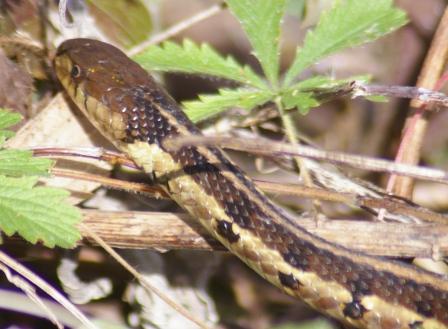 a Chicago garter snake.