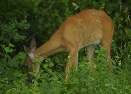 This summer’s deer have been more secretive than usual. This doe, photographed at the beginning of July, showed no signs of nursing.