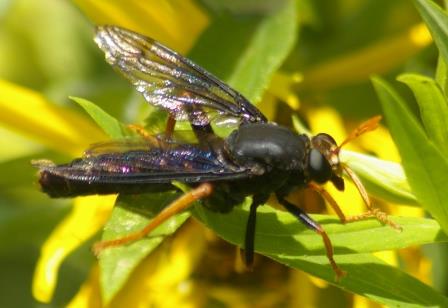 A new species for the preserve list was Mydas tibialis, a large and impressive, flower-visiting fly discovered at Mayslake by Nikki Dahlin.