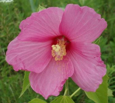 The first swamp rose mallow I have seen blooming on the preserve.