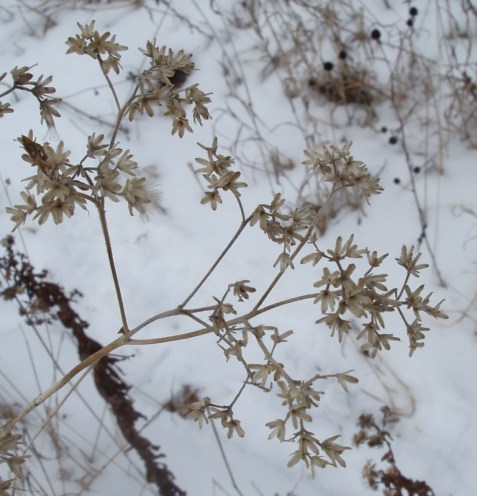 Tall boneset winter top. The seeds have dispersed.