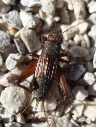 Allard’s ground cricket is a close relative of the striped. The head stripes are absent, faint, or incomplete, however.