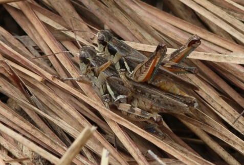 These appear to be narrow-winged grasshoppers, Melanoplus angustipennis.
