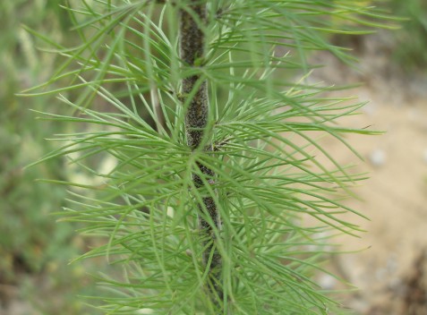 The foliage accounts for the odd name (for an herbaceous plant) of standing cypress.