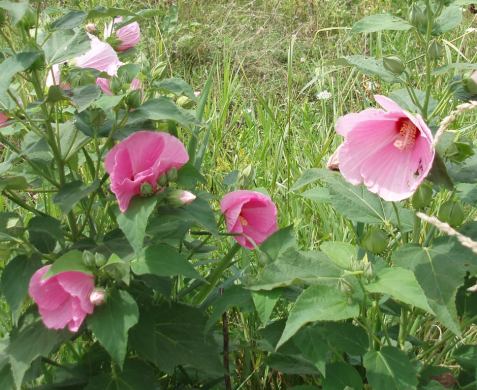 Swamp rose mallow is hard to miss. 