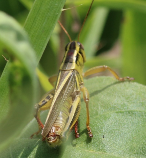 This view shows how the grasshopper got its name. Notice the bright red tibias.