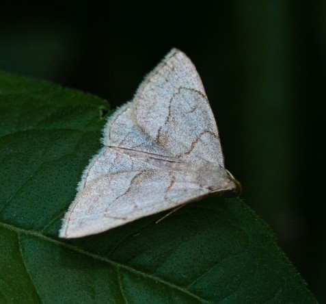 Early zanclognatha moths are appearing in good numbers this year in Mayslake’s woodlands.