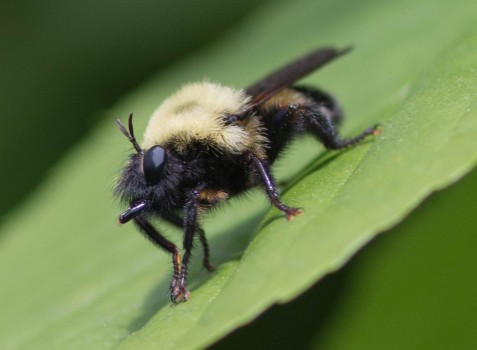 Viewed dorsally, this Laphria thoracica robber fly is a very effective bumblebee mimic. At this angle, however, we can see how it is alertly watching for passing prey. The flattened abdomen, impressive predatory beak, and odd antennae prove that this is no bee.