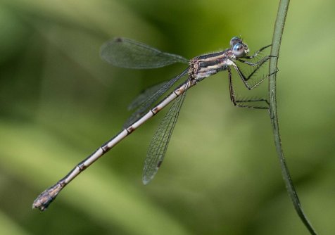 First spreadwing damselfly of the year. The southern spreadwing is regarded by some as a subspecies of the common spreadwing. 