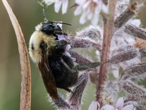 The all-black though hairy abdomen, and the all-yellow thorax except for a black spot in the dorsal center, point to Bombus citrinus.