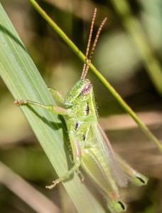 This grasshopper has a somewhat slanted face, and color markings reminiscent of stridulating grasshoppers in genus Orphulella.