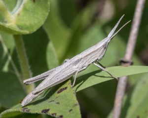The blade-like antennas, subtle striping pattern, and especially the gangly skinniness of the critter were distinctive. 